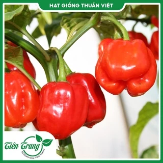 Hạt giống Ớt HABANERO hiếm, siêu cay từ Mexico