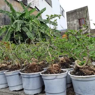 Cây cần thăng bonsai mini