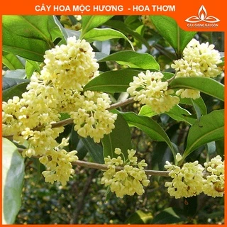 Combo 2 cây mộc hương ta 45-50cm hoa thơm