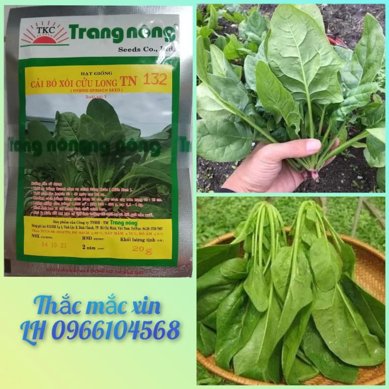 Hạt giống cải bó xôi chịu nhiệt Trang Nông gói 20gr, dễ trồng, nhanh thu hoạch