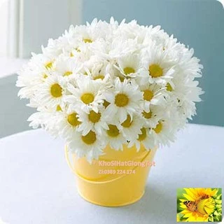 Gói 50 Hạt Giống Hoa Cúc Chi Trắng - 60cm Shasta (Chrysanthemum)