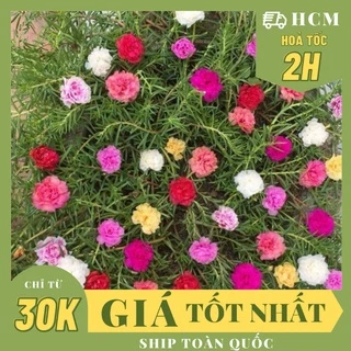 CÂY HOA MƯỜI GIỜ MỸ KÉP ,(cao 20cm), Hoa giống, dễ trồng GIÁ RẺ, nở quanh năm, Cây Tươi Nguyên, chậu nhựa