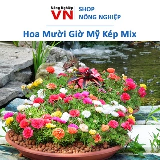 SALE 1K - hạt giống hoa mười giờ Mỹ kép nhiều màu sai hoa nở sớm lâu tàn túi zip 150 hạt