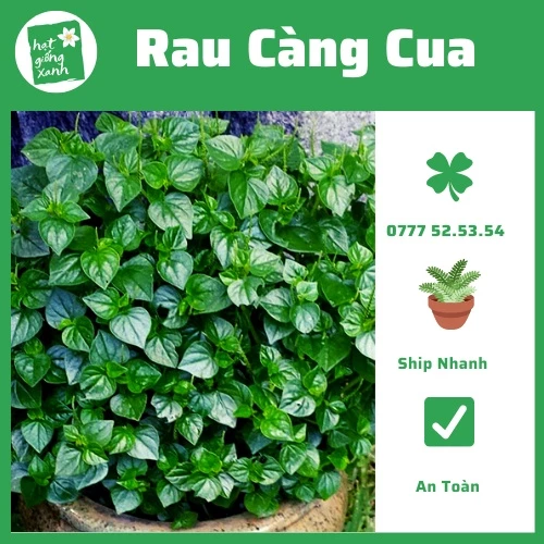 Hạt Giống Rau Càng Cua(0,5gr) Nảy Mầm Chuẩn