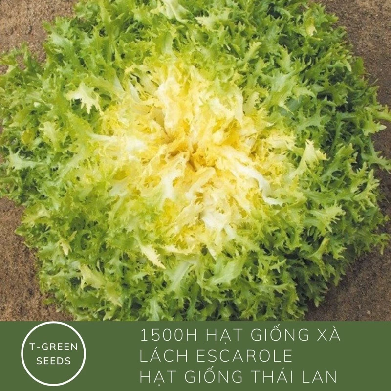 Hạt giống xà lách Escarole