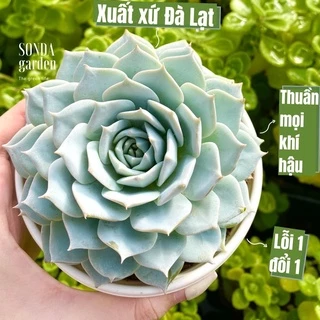 Sen đá ngọc trinh SONDA GARDEN size trung bình 10-12cm, cây cảnh trang trí nhà cửa, lỗi 1 đổi 1