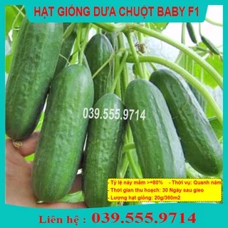 Hạt Giống Dưa Chuột Chùm Baby - Dưa Siệu Quả, Chất Lượng Cao