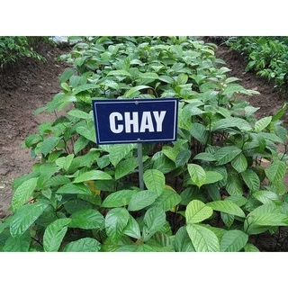 Cây chay giống chuẩn nông nghiệp