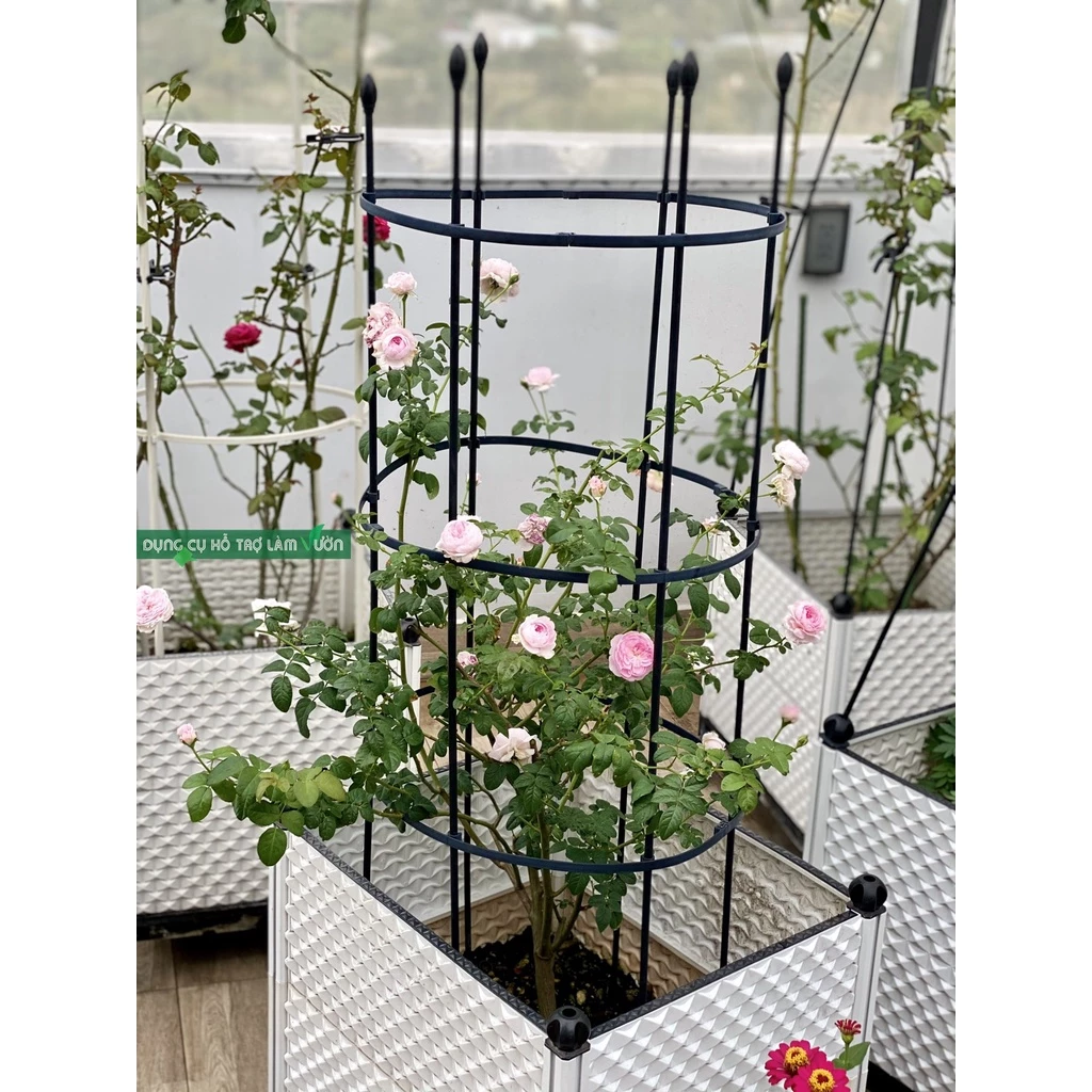 Khung trồng hoa hồng cao 120cm đường kính vòng đỡ cây 40cm
