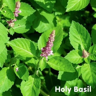 Tinh dầu Hương nhu tía Holy Basil Essential Oil (Tulsi)