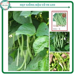 Hạt giống đậu cô ve thân leo, cho năng suất cao - túi 20gram