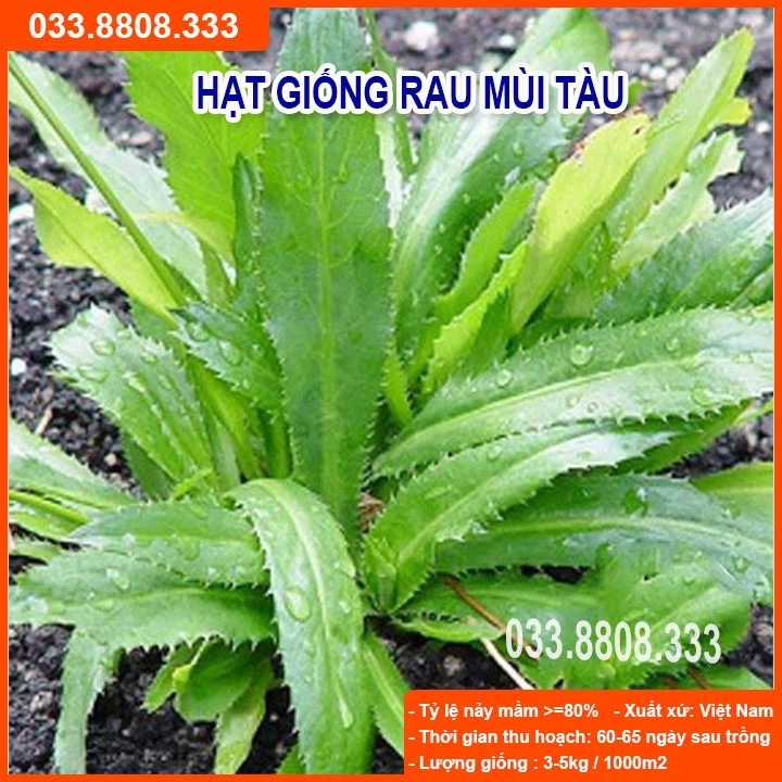 Hạt Giống Rau Mùi Tàu ( Răng Cưa) - Siêu Sale