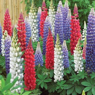 Hạt Giống Hoa Đậu Lupin Mix 20 Hạt