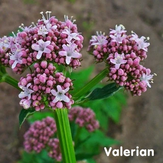 Tinh dầu rễ cây Nữ Lang Valerian Essential Oil (Root)