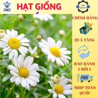 Hạt giống hoa cúc họa mi trắng DLSeeds gói từ 150 - 200 hạt hoa màu trắng nhanh ra hoa JL1