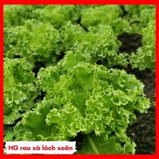 Hạt giống xà lách xoăn cao sản 2gr