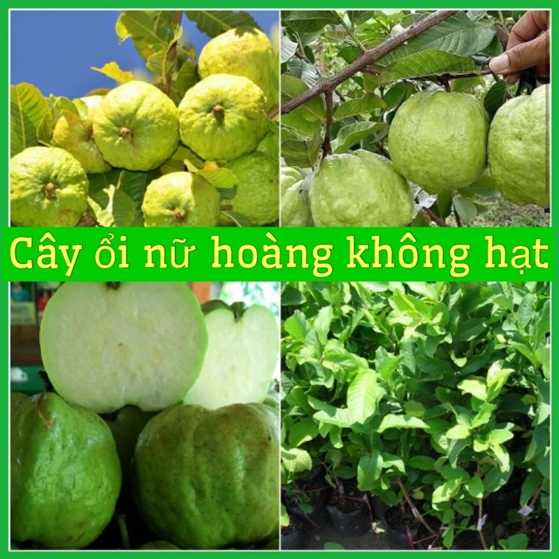 Cây ổi nữ hoàng lùn không hạt ( có thể trồng chậu)