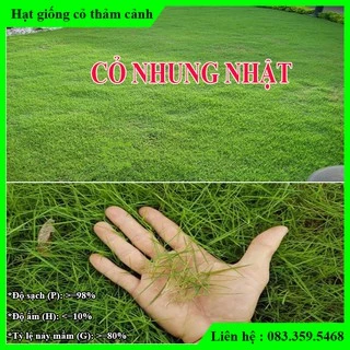 500g Hạt giống cỏ Nhung Nhật - Cỏ thảm cảnh