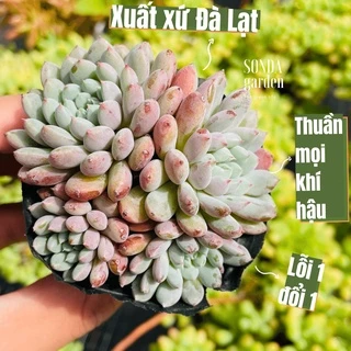 Sen đá nhím xanh SONDA GARDEN size bé 5-7cm, cây cảnh trang trí nhà cửa, lỗi 1 đổi 1