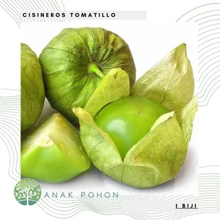 Hạt giống - thù lù Tomatillos nam mỹ 30h