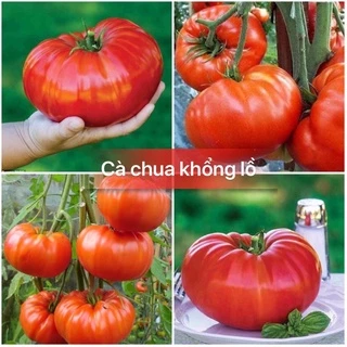 Hạt giống cà chua khổng lồ cao sản F1