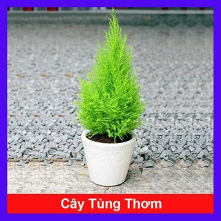 Cây tùng thơm cao 30-50 cm trang trí noel