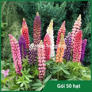 Hạt giống hoa đậu Lupin - Lupinus Micranthus mix màu gói 50 hạt