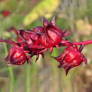 Hạt giống hoa atiso đỏ(bụt giấm) -gói 2gr