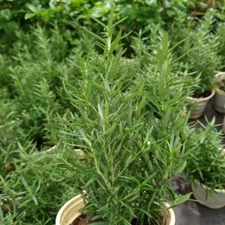 Cây hương thảo - Rosemary (cây lớn)