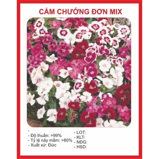 Hạt giống Cẩm Chướng Mix 100 Hạt