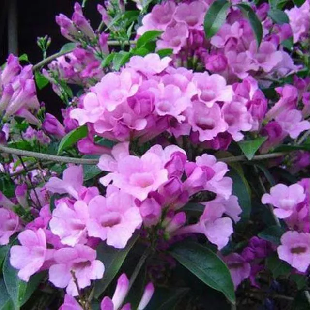 Cây hoa lan tỏi/ hoa ánh hồng- Hoa kiểng Nguyễn Lộc- Cây giống chất lượng cao