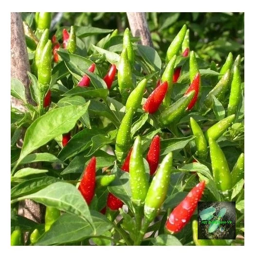 [Seeds] Hạt giống ớt hiểm lai f1 RD789, đóng gói 0.2gr (khoảng 50 hạt)