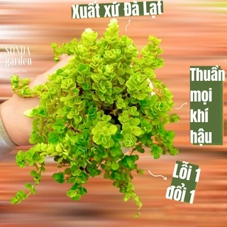 Cỏ sedum lục hà SONDA GARDEN size trung bình 10-12cm, cây cảnh trang trí nhà cửa, lỗi 1 đổi 1