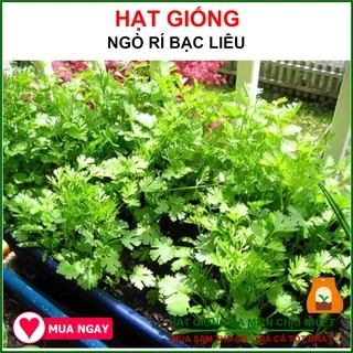 20G - Hạt Giống Ngò Rí Bạc Liêu