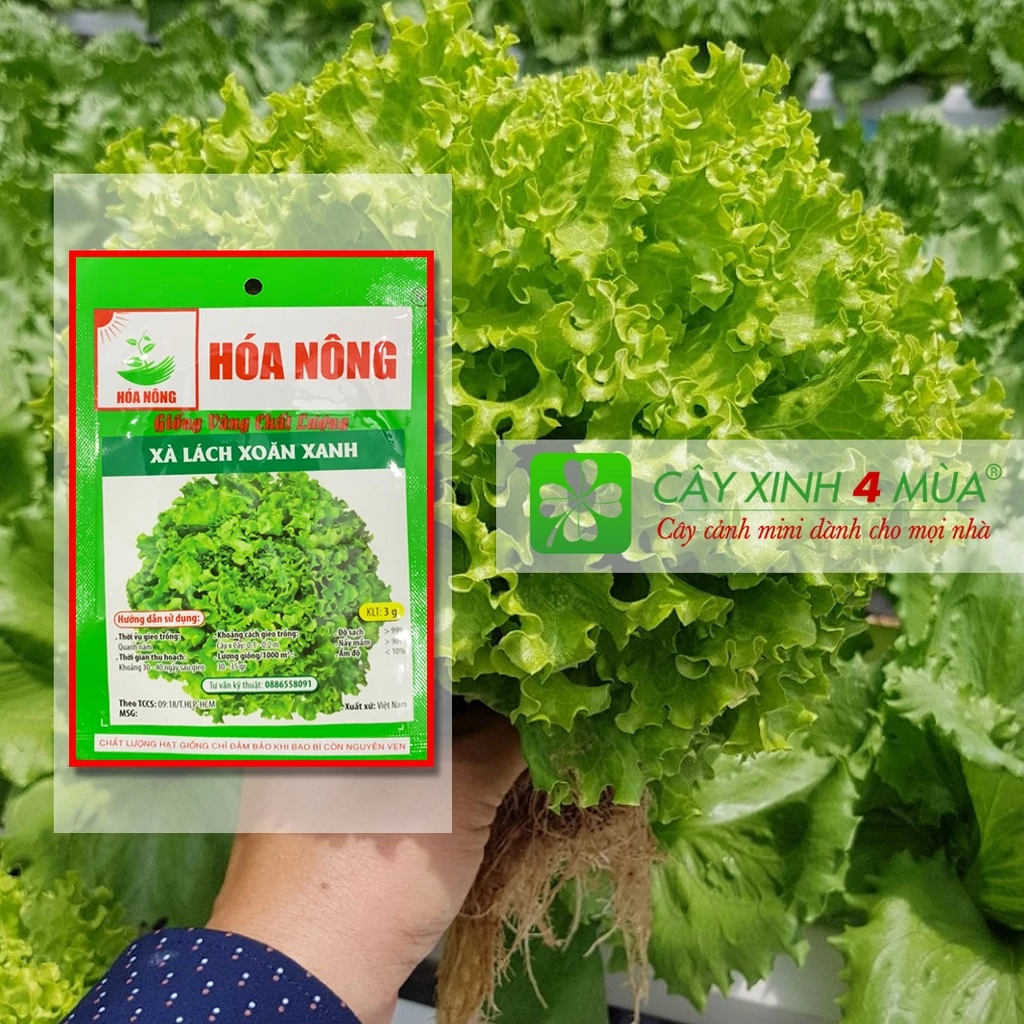 Hạt Giống Xà Lách Xoăn 3g - [>90% Nảy Mầm] - Giống Vàng Chất Lượng