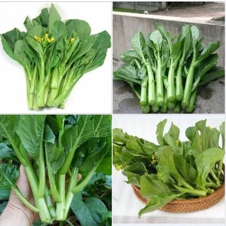 Hạt giống rau Cải ngồng (20gr)