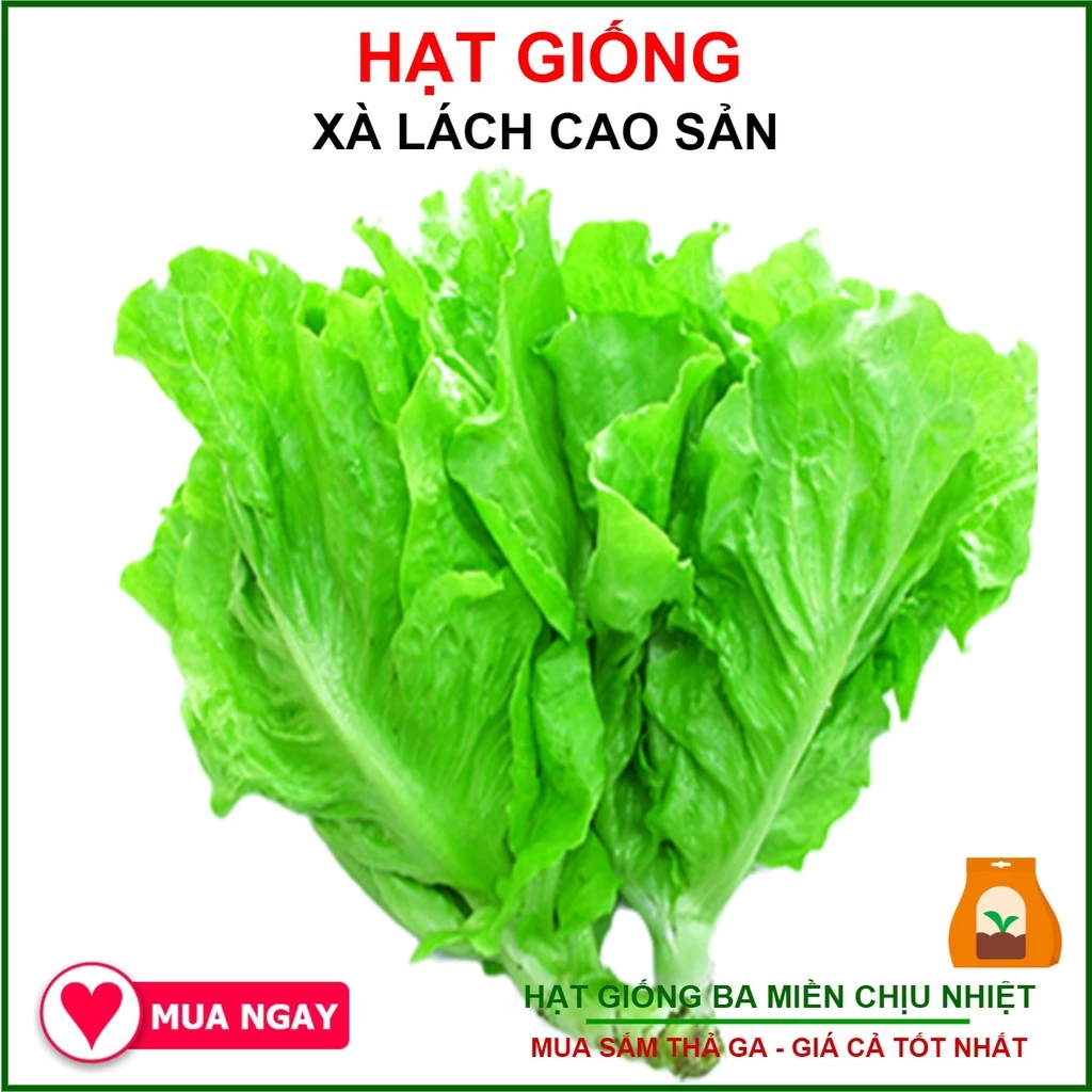 10 Gram Hạt Giống Xà Lách Rạng Đông Chịu Nhiệt