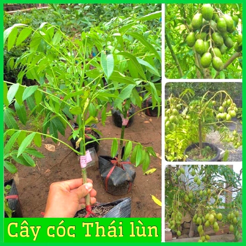 Cây giống cóc thái lùn siêu quả trồng chậu không sâu bệnh dễ chăm sóc