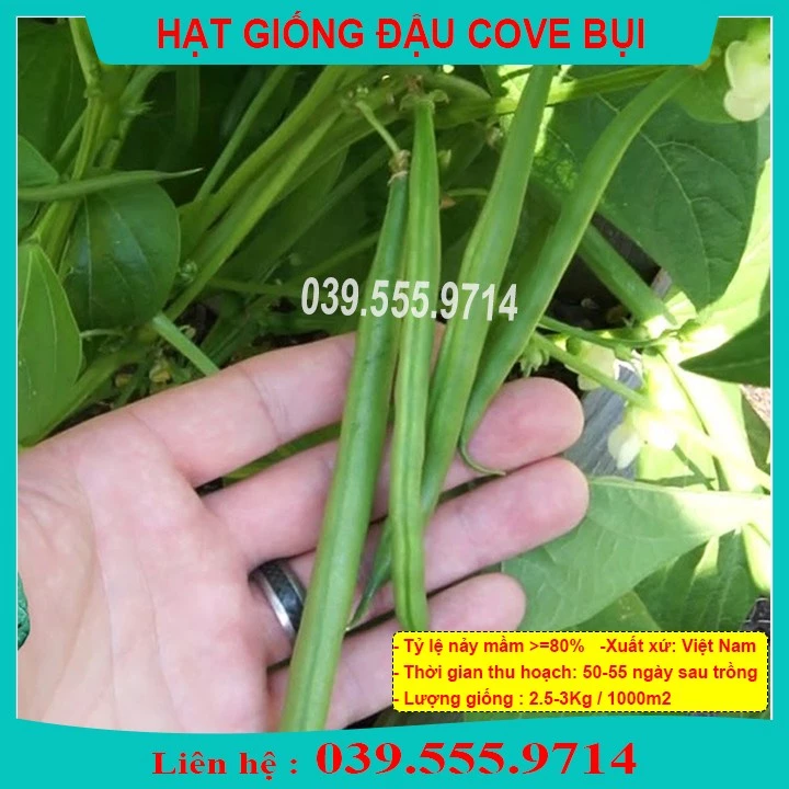 Hạt giống đậu cove lùn (đậu cove bụi xanh) – Gói 50gram