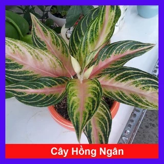 Cây Hồng Ngân - Cây cảnh mini để bàn