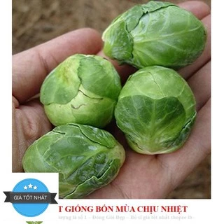 Gói 50 Hạt Giống Cải Bắp Tí Hon - Long Island II (Brassica oleracea var. gemmifera)