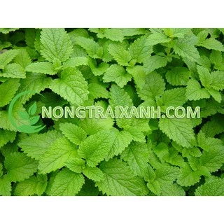 100H - HẠT GIỐNG BẠC HÀ CHANH/ LEMON BALM