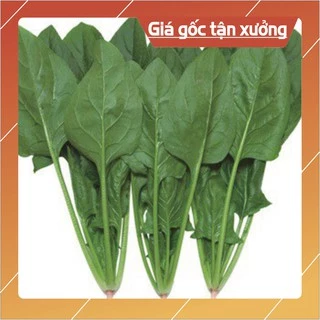 Hạt Giống Cải Bó Xôi (Rau Chân Vịt) Chịu Nhiệt, Dễ Trồng - gói 20g (Hàng Loại 1)