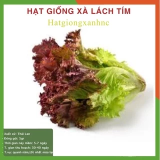 Hạt Giống Xà Lách Tím - Rau Xà Lách Xoăn Tím Lollo Rossa Dễ Trồng, Giàu Dinh Dưỡng, Gói 5 Gram