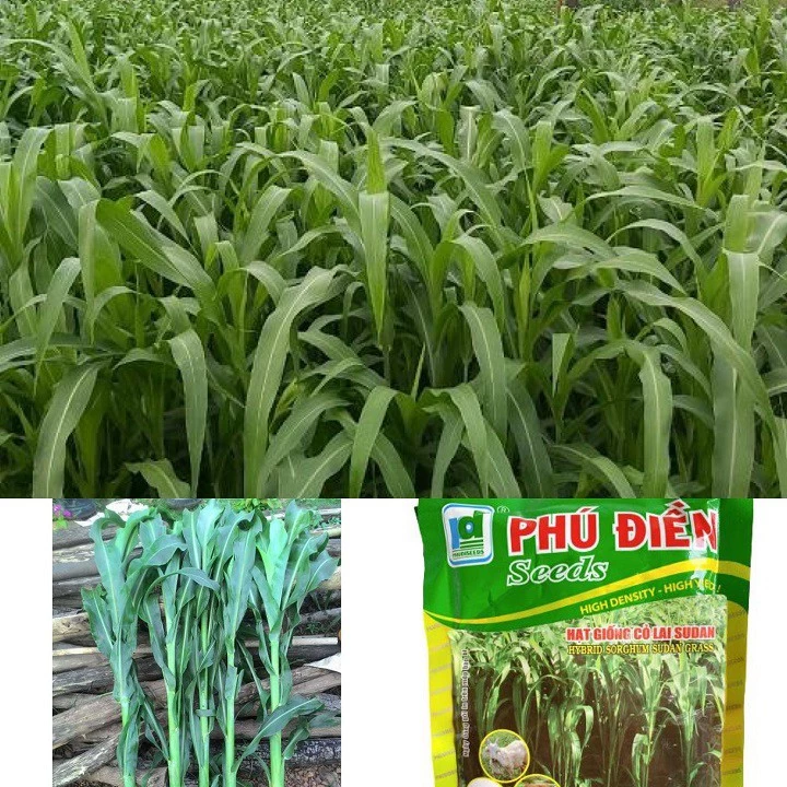 100GR HẠT GIỐNG CÓ SUDAN SUPER CAO CẤP - NHẬP KHẨU MỸ