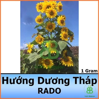 Hạt Giống Hoa Hướng Dương Tháp Siêu Nhiều Hoa 2G