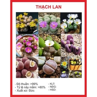 Hạt giống Cây Thạch Lan 20 Hạt