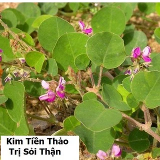 Hạt giống Kim tiền thảo - cây dược liệu - 50 hạt - HGT