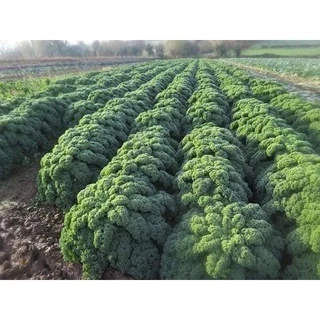 TẶNG 1k - 10 Hạt Giống Cải Kale Xoăn Xanh Nhập Khẩu Mỹ nảy mầm 98%