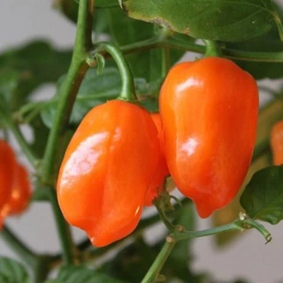 Hạt Giống Ớt Cay Habanero Scoville 350